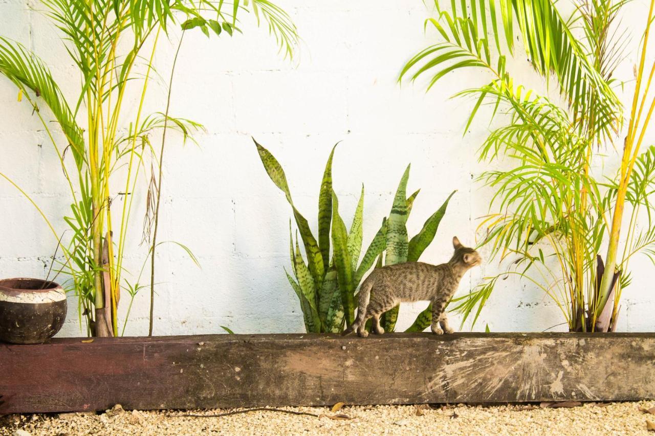 Casa Del Artista - B&B Playa del Carmen Zewnętrze zdjęcie